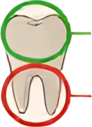 Hold the tooth by the crown, not the root