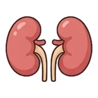 Kidneys