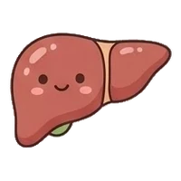 Liver